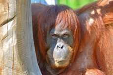 Orang-Utan_3.jpg